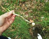 ノビルともやしの炒め煮作り方1写真