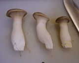 作り置きおかず2：キノコのオイスター炒め作り方5写真