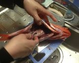金目鯛の煮付け作り方2写真