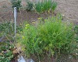 最速の採れたて菜の花のおひたし作り方1写真