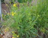 最速の採れたて菜の花のおひたし作り方2写真