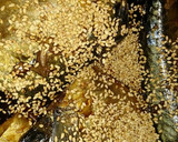 生姜と胡麻たっぷりの鯖の煮付け☆作り方3写真