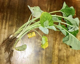 春の あさりと若ごぼうの炊き込みご飯作り方5写真