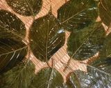 道明寺粉でもカンタン白い桜餅作り方3写真