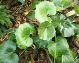 ツワブキと荘内麩のさっと煮作り方1写真