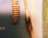 つくしのフライパン炒め作り方2写真