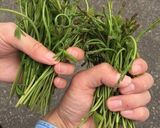木の芽（あけびの芽）おすすめ茹で方作り方1写真