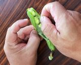 喜界島の島そら豆剥き方と保存方法作り方5写真