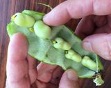 喜界島の島そら豆剥き方と保存方法作り方6写真