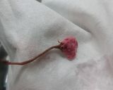 魚のアラと桜の花の丼ぶり（アカモク入り）作り方4写真