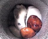 我が家は牡蠣入り！　茶碗蒸し作り方4写真