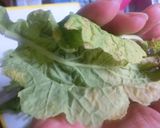 菜の花のおひたし 簡単、早い!作り方2写真