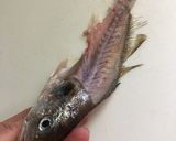 超簡単‼️イシモチの捌き方【練り物用】作り方7写真