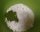 抹茶団子☆草餅風作り方1写真