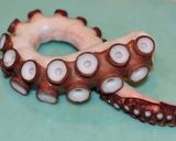 drtomの美しいタコのカルパッチョ作り方6写真