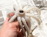 洋風イカめし作り方15写真
