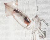 洋風イカめし作り方16写真