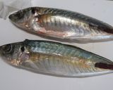 鯵のタタキ作り方1写真