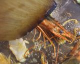 エビのトマトクリームパスタ☆おもてなし用作り方4写真