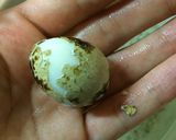 簡単！うずらの卵の殻むき作り方4写真