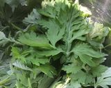 春のよもぎでお豆腐だんご作り方1写真