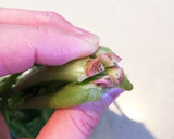 ごま香る。ほうれん草の胡麻和え作り方4写真