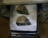 魚焼きグリルで塩麹パクチーぶり作り方2写真