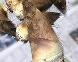 たけのこのアク抜きと、たけのこご飯作り方1写真