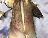たけのこのアク抜きと、たけのこご飯作り方2写真