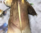 たけのこのアク抜きと、たけのこご飯作り方2写真