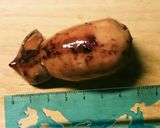 もち麦ご飯で簡単いかめし作り方18写真