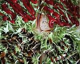 春キャベツたっぷりカツサンド作り方3写真