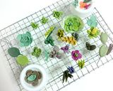 お砂糖の多肉植物♡ボタニカルカップケーキ作り方2写真