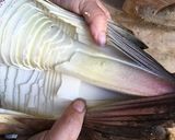 たけのこの剥き方 茹で方作り方2写真