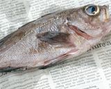 メバルのピリ辛味噌煮込み作り方23写真