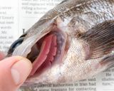 メバルのピリ辛味噌煮込み作り方20写真