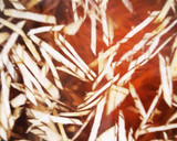 やっぱり生鮹で作るたこ飯が一番うまい♪作り方4写真