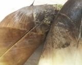 超簡単…筍このアク抜き作り方1写真