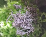 ピーマンの塩昆布あえ作り方5写真
