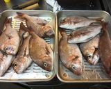 プロ伝授！絶品☆魚の一夜干し作り方1写真