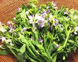 大根の菜の花 マスタードソース和え作り方1写真