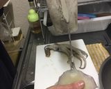 いかの下処理作り方7写真