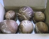 のと115の焼き椎茸作り方1写真