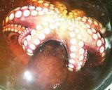元魚屋さんが教えるタコのゆで方。作り方5写真