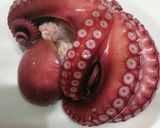 元魚屋さんが教えるタコのゆで方。作り方6写真