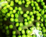 運動会に！お豆と塩昆布DE混ぜご飯♪作り方2写真