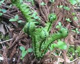 コゴミのマヨネーズ和え 簡単作り方1写真
