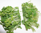 ちょーうま簡単！豆苗豚巻き！作り方2写真