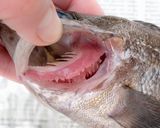 メバルのピリ辛味噌煮込み作り方21写真