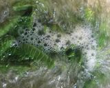 こごみと鯛の胡麻よごし作り方1写真
